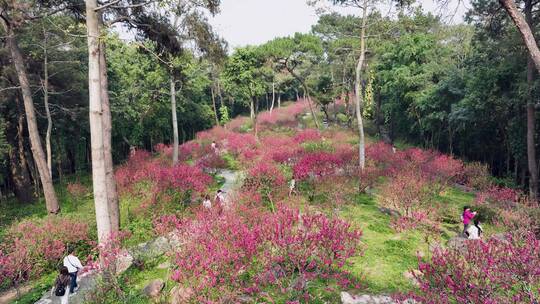 4K拍摄 南宁青秀山三月桃花盛开视频素材模板下载