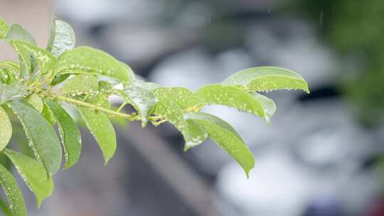 下雨4K素材