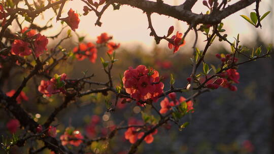 夕阳中红色的花