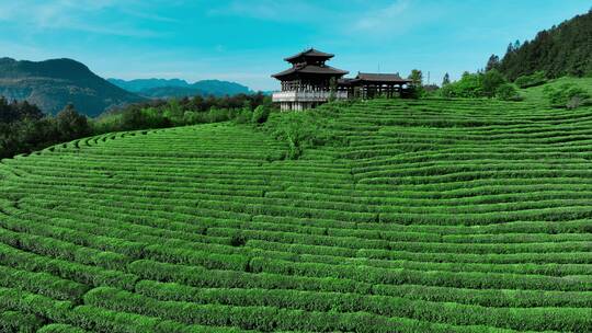 晴天茶园茶海茶山航拍