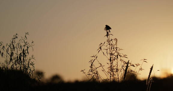 夕阳余晖中枝头上一会站一会飞的小鸟