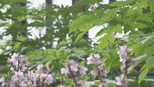 桃花绿叶景色