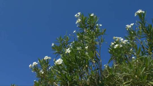 盛开的白色夹竹桃