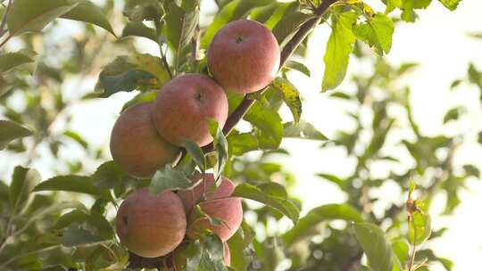 果树 红苹果 成熟 果园 采摘视频素材模板下载