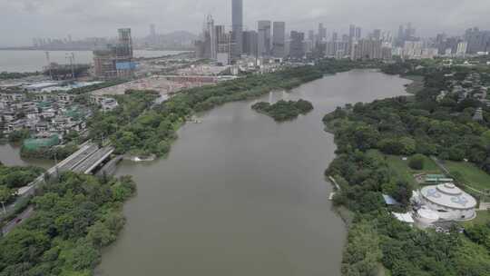 【4K】深圳湾红树林自然保护区大全景航拍