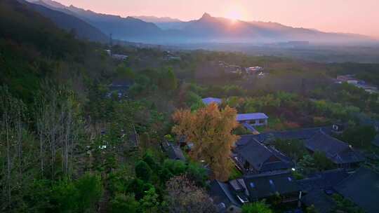 西安古观音禅寺千年银杏树