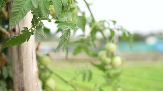 番茄苗结果实拍视频素材模板下载