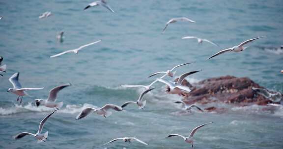 4K海边飞翔的海鸥