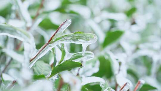 杭州西湖龙井茶园冬天冻雨