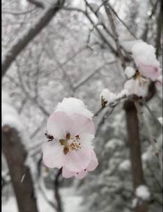 雪覆盖的树木小路景观高清在线视频素材下载