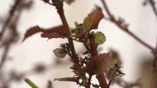 紫苏属 观赏 植物 被子植物 绿植