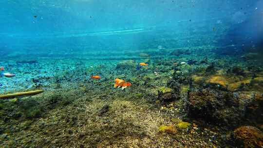 济南黑虎泉锦鲤水下世界