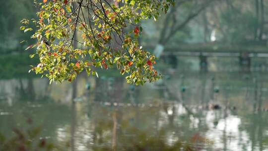 35 杭州 古风 风景 小桥 树枝 湖面