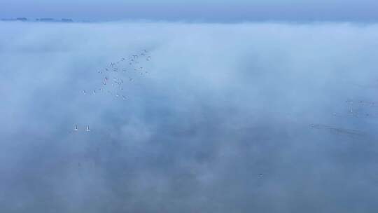 空中飞鸟与雾霭水面景观