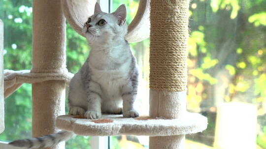 站在猫架上张望的苏格兰猫视频素材模板下载