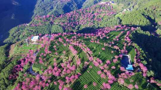 云南大理无量山樱花谷冬樱花和茶园茶树航拍