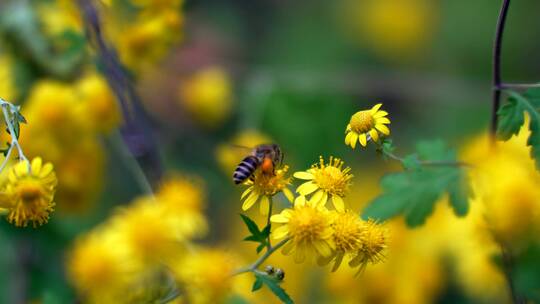 升格实拍秋天盛开的野菊花和采蜜的蜜蜂视频素材模板下载