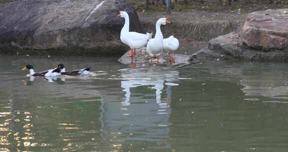 鸭子戏水游泳阳光湖水