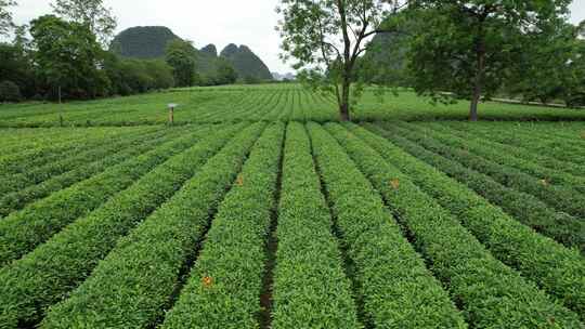 广西桂林尧山茶园