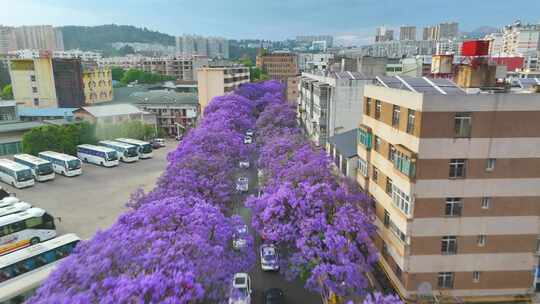 昆明蓝花楹