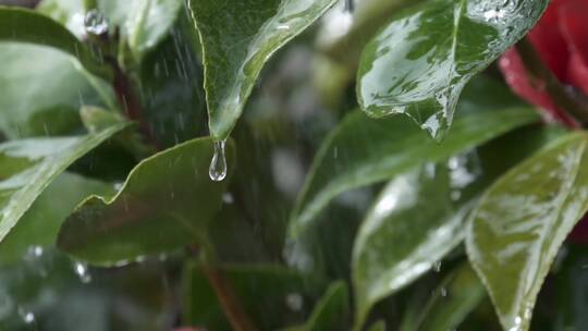 雨水冲刷着山茶树叶