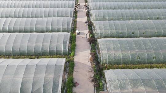 大棚种植西瓜蔬菜基地4K航拍