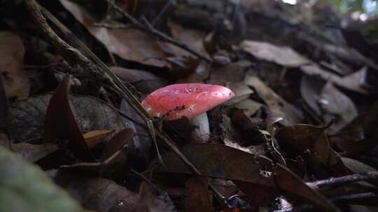 静谧的森林里采蘑菇