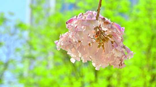 北京亦庄的梧桐大道花海街道