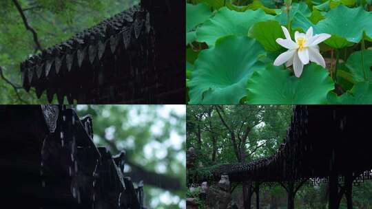 禅意雨天下雨屋檐荷花窗沿雨滴宣传片
