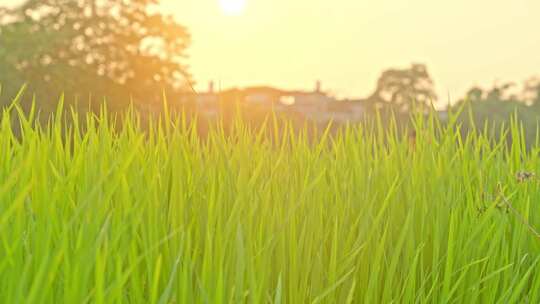 阳光下的稻田秧苗
