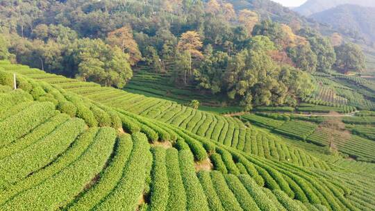 航拍杭州龙井茶产地梅家坞