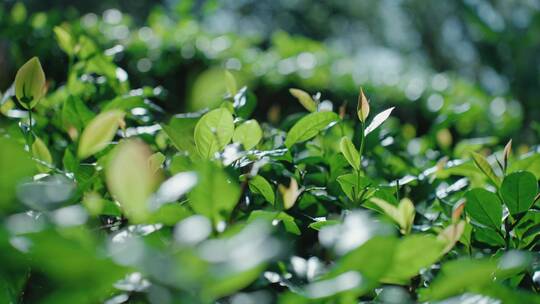 嫩绿茶叶 碧绿 茶山 嫩芽 生力阳光 绿茶