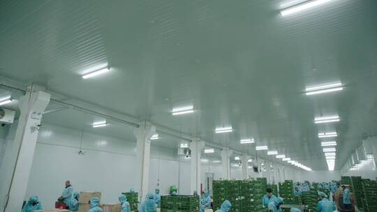 4k蔬菜工厂加工流水线工人工作视频素材模板下载