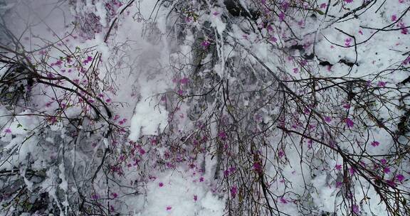 航拍雪压杜鹃（五月末杜鹃花开时普降瑞雪）