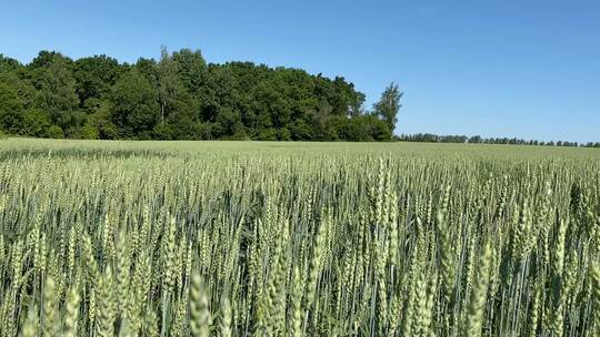田野里的小麦随风摇动