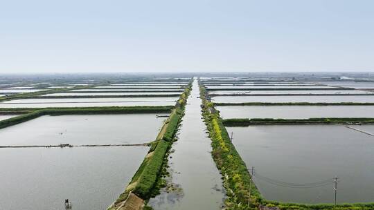 航拍河水灌溉肥沃的水稻田