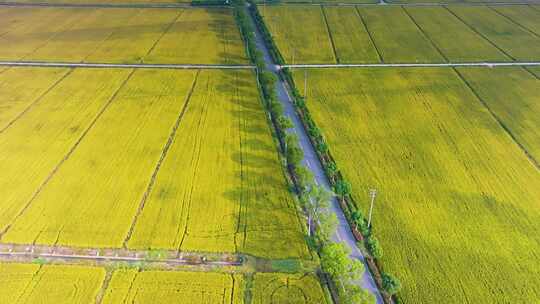 江南新农村秋天稻田航拍生态土地