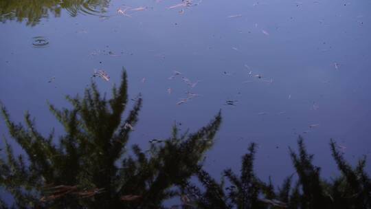 池塘倒影水面波纹反光