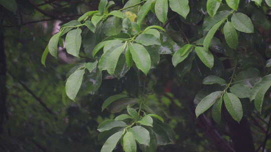 节气谷雨下雨雨滴滴落树叶的特写镜头