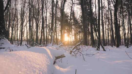 冬天下雪过后阳光透过树林照射在雪地上