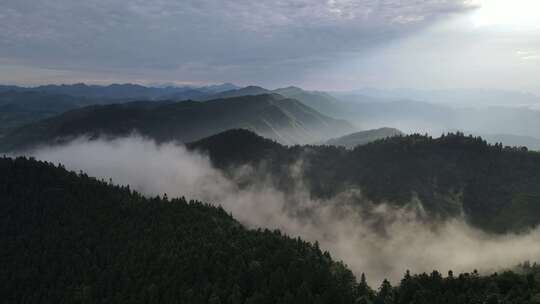 唯美阳光普照森林与茶山