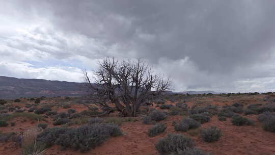 暴风雨中穿过犹他州的沙漠，靠近一棵树