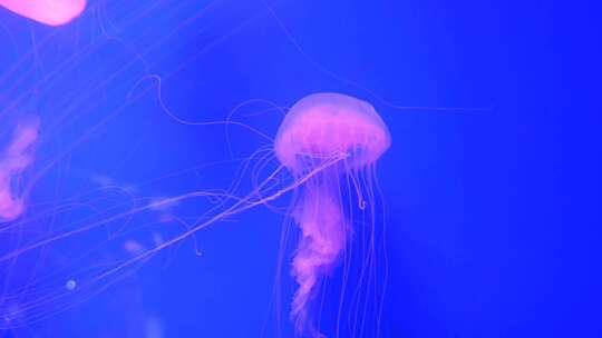 蓝色海洋中的水母海洋生物在水中游动