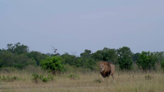 一只狮子在草原上觅食