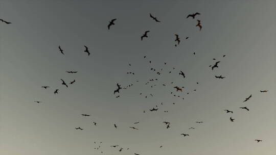 日出时分自然场景天空中的鸟群自由聚散