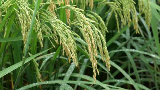 实拍生长中的水稻