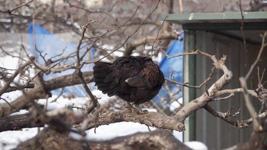 冬季飞在树枝上的黑鸡