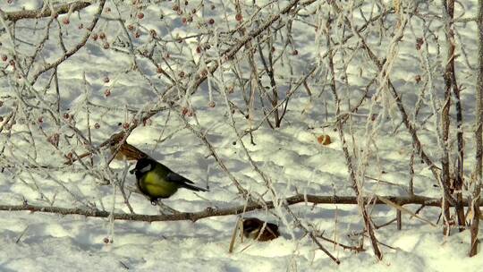 冬天树林里正在觅食的小鸟特写镜头