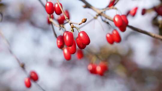 中医中药山茱萸