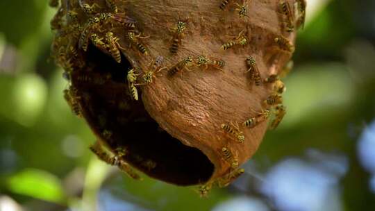 马蜂窝 蜜蜂 大黄蜂